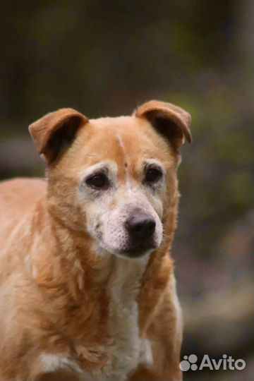 Маленькая собачка в добрые руки