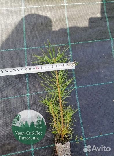 Зкс и окс Сосна Ель Лиственница сеянцы Голуб горн