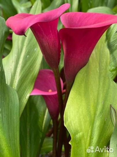 Каллы сортовые, нематантус, шефлера