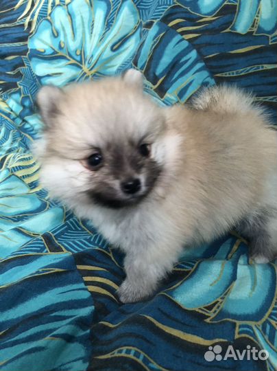 Щенки шпица