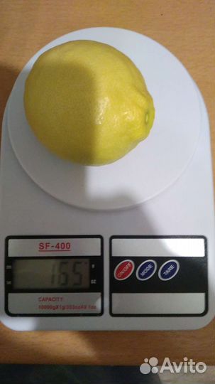 Лимон плодоносящий