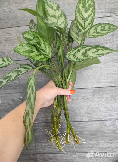 Аглаонема Сильвер квин