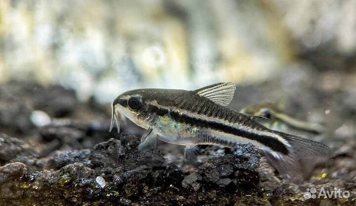 Коридорас пигмей