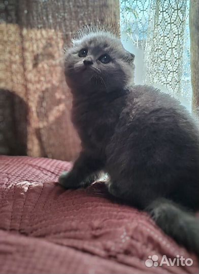 Шотландская вислоухая кошечка