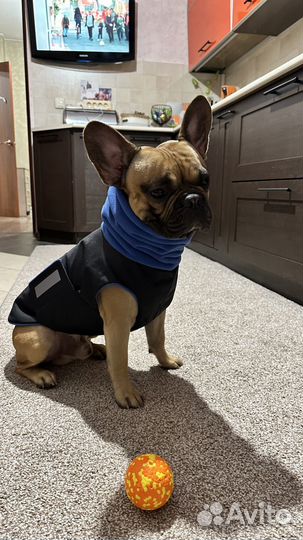 Жилет-попона для собак