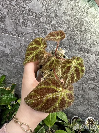 Комнатные растения часть 2