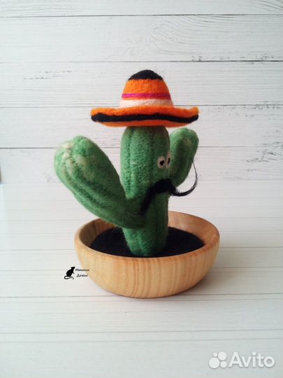 Шерстяной кактус Педро