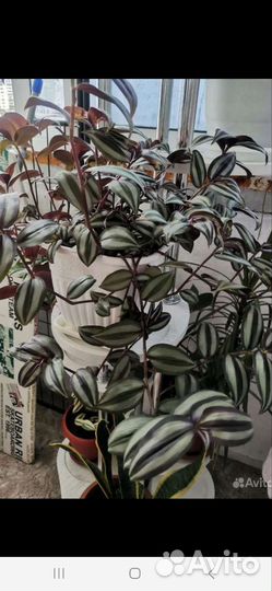 Традесканция зебрина