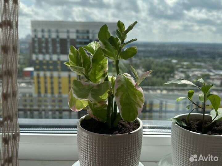 Педилантус