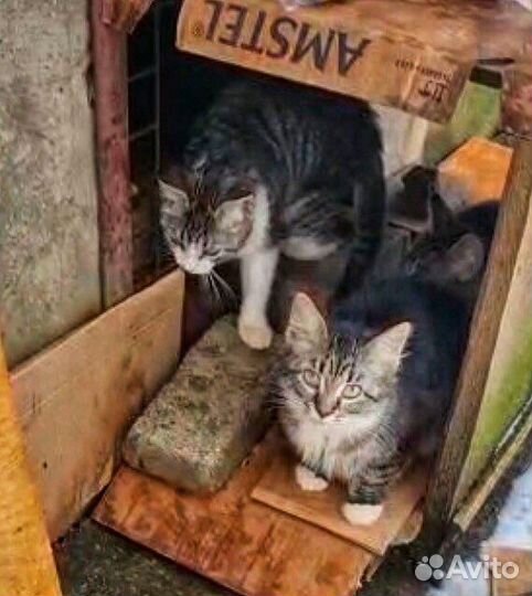 Котята у проезжей части