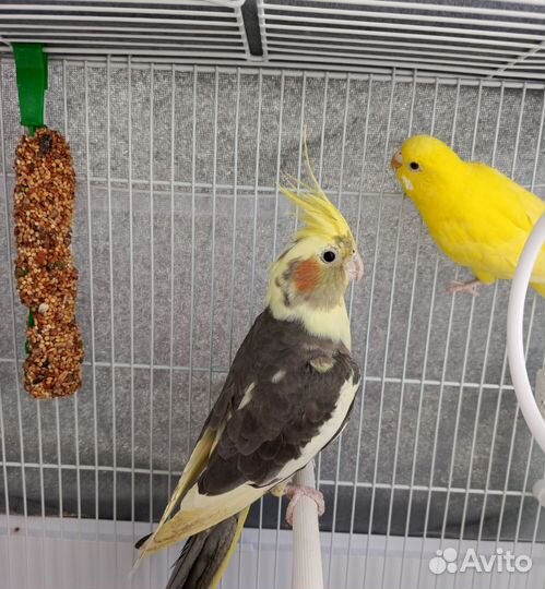 Попугай корелла мальчик