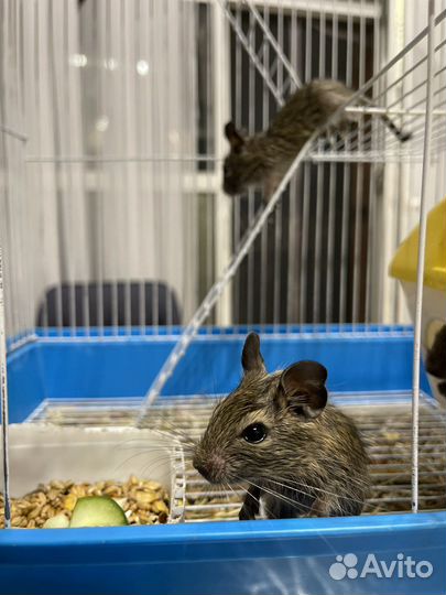 Дегу белки с клеткой