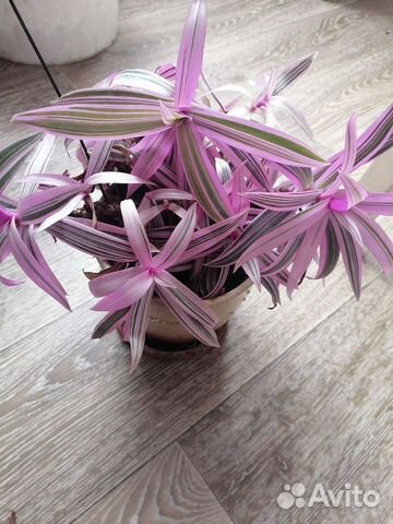 Комнатные растения