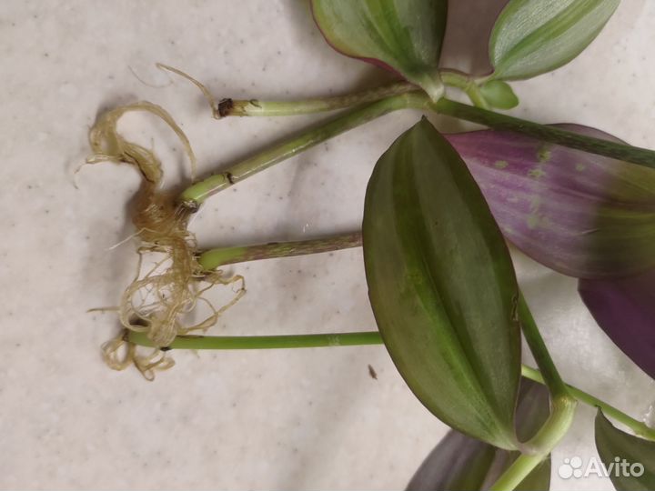 Зебрина(традесканция