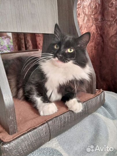 Коты бесплатно