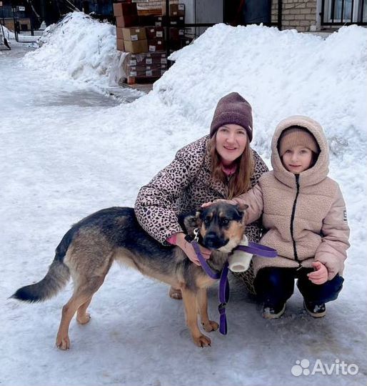 Собака в добрые руки