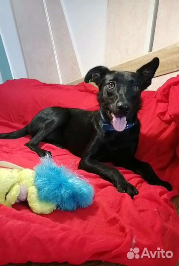 Малорослая собачка в добрые руки