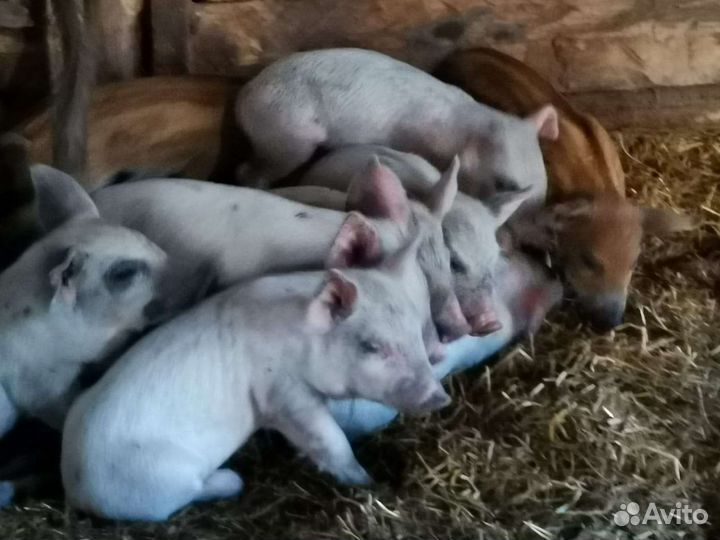Поросятам молочные