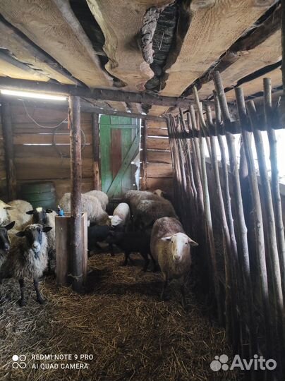 Овцы бараны ягнята
