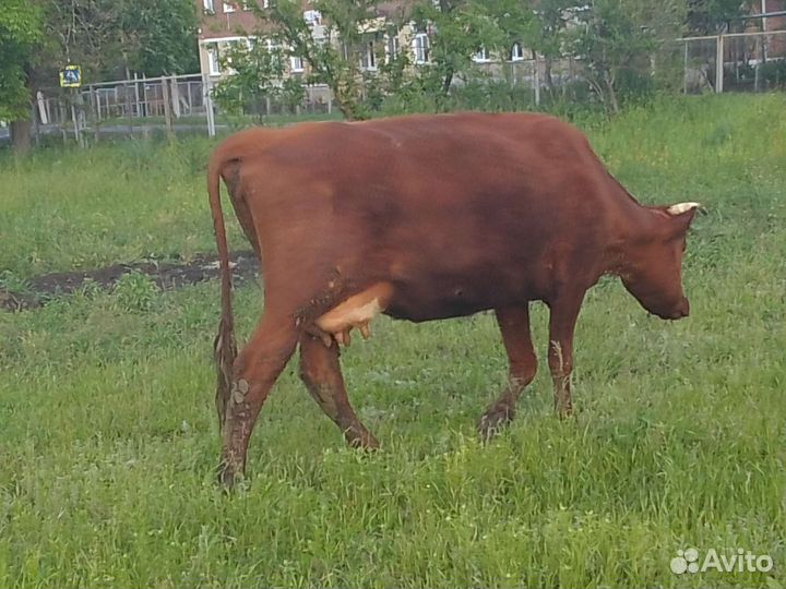 Коровы дойные