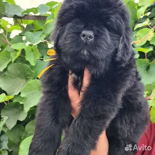 Ньюфаундленд
