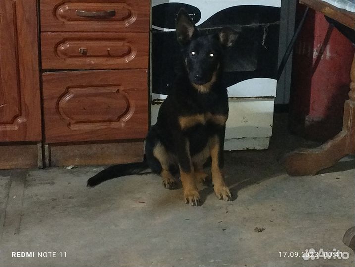 Отдам бесплатно