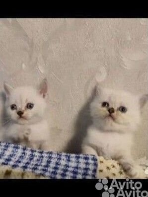 Шотландский котёнок