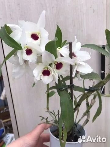 Комнатные растения