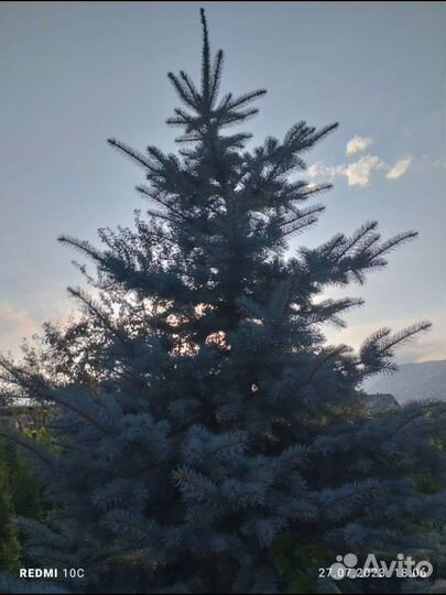 Голубая ель