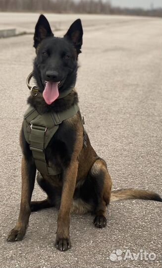 Кобель малинуа