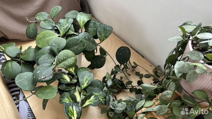 Хойи сортовые