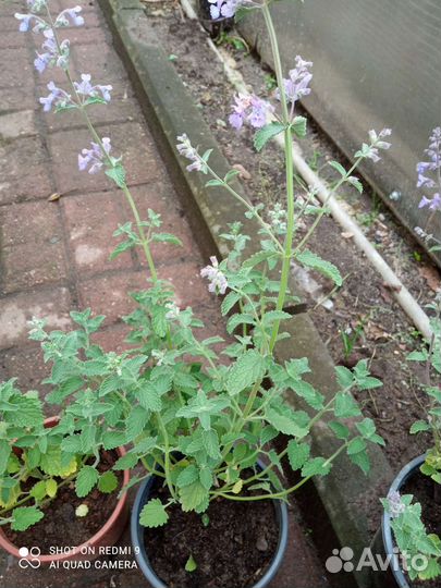 Редкие растения для сада