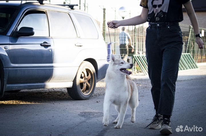 Дрессировка собак с передержкой