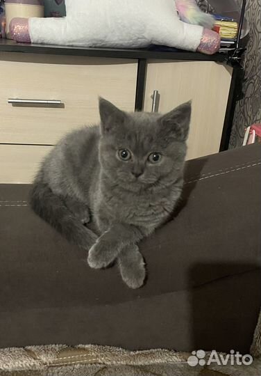 Британская киска