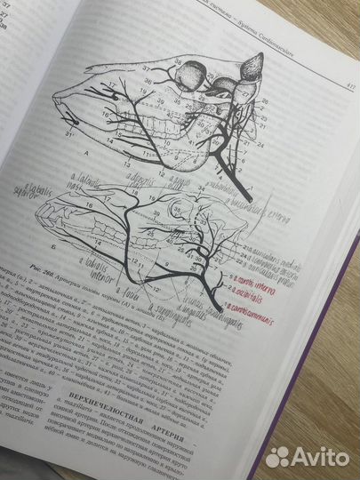 «Анатомия домашних животных» Акаевский