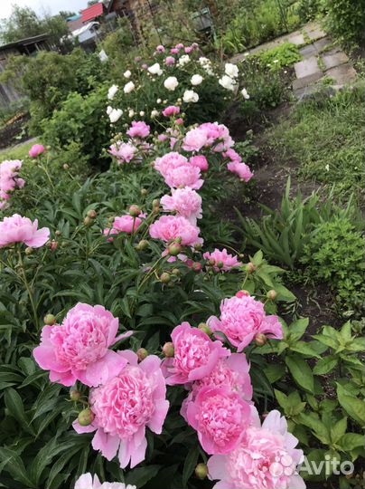 Порни пиона на сентябрь