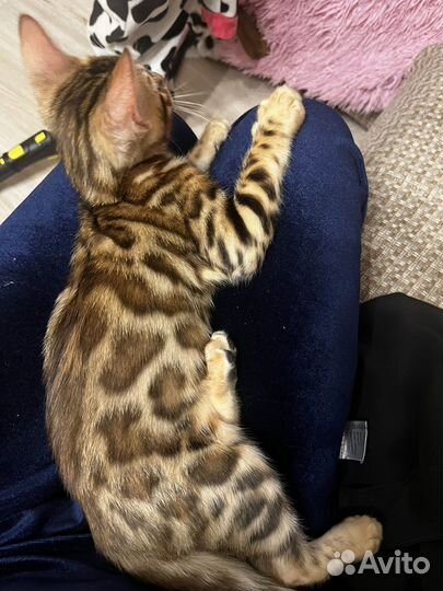 Бенгальский малыш