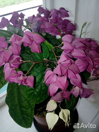 Клеродендрум