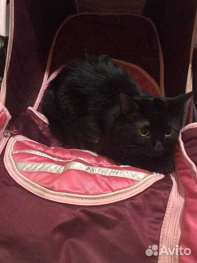 Отдам кота в добрые руки