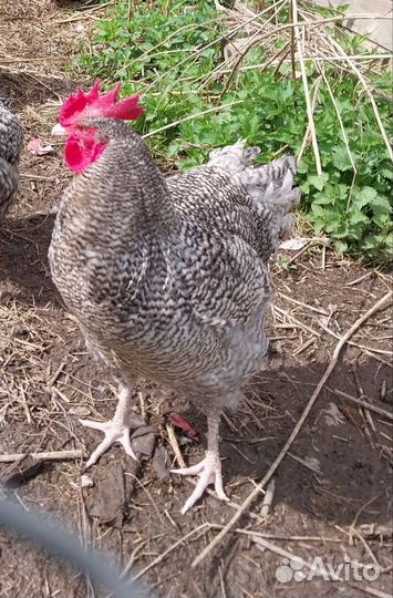 Мехленская кукушка (малин)