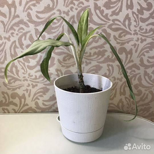 Аглаонема