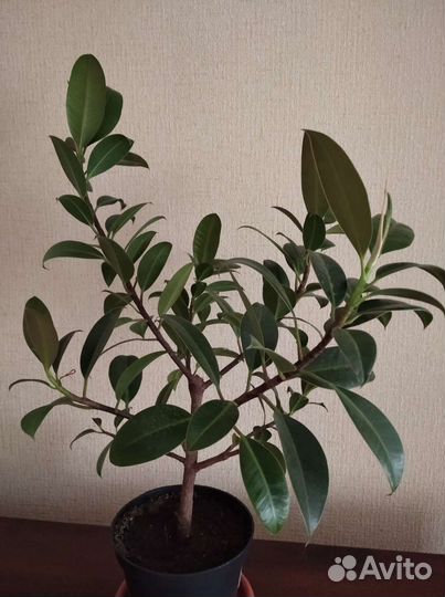 Комнатные растения