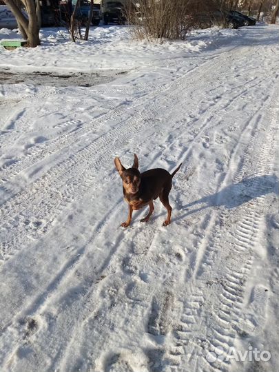 Вязка той терьер