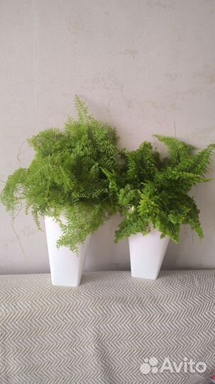 Папоротник нефролепис