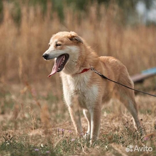 Собака в добрые руки