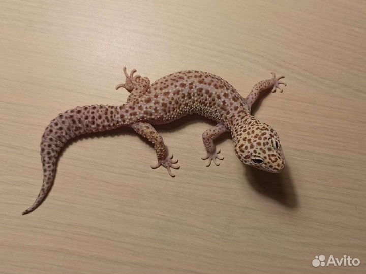 Геккон эублефар Дримсикл