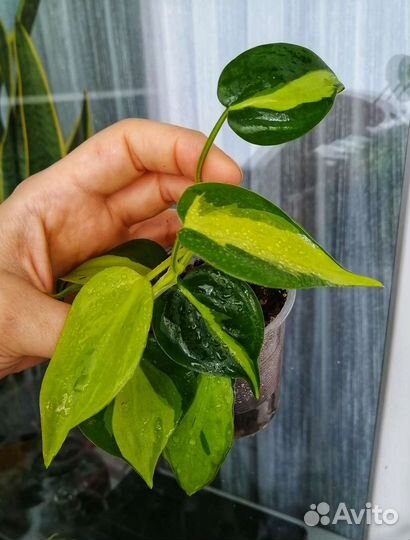 Филодендрон сингониум эпипремнум