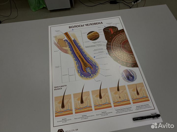 Плакат «Волосы человека»
