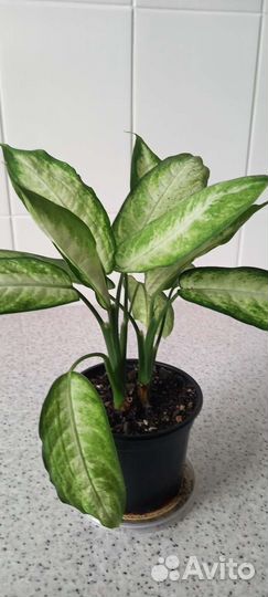 Диффенбахия камила