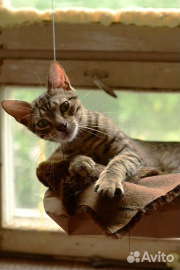 Мальчишки шалунишки